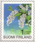 Bird Cherry / Hackberry (Prunus padus)