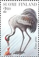 Common Crane (Grus grus)