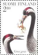 Common Crane (Grus grus)
