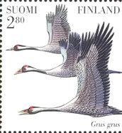 Common Crane (Grus grus)