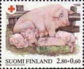 Domestic Pig / Sow (Sus scrofa domestica) with Piglets