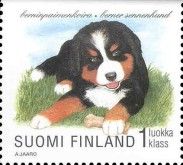 Bernese Mountain Dog (Canis lupus familiaris)