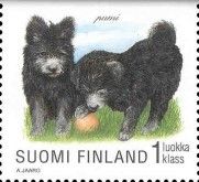 Pumi (Canis lupus familiaris)