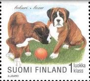 German Boxer (Canis lupus familiaris)