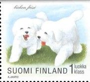 Bichon frise (Canis lupus familiaris)