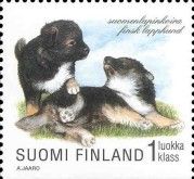 Finnish Lapphund (Canis lupus familiaris)