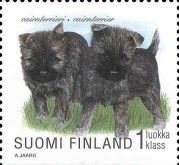Cairn Terrier (Canis lupus familiaris)