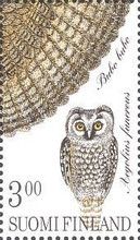 Boreal Owl (Aegolius funereus)
