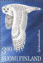 Snowy Owl (Nyctea scandiaca)