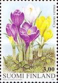 Easter, Spring Crocus (Crocus vernus)