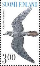 Common Cuckoo (Cuculus canorus)