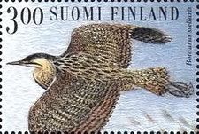 Eurasian Bittern (Botaurus stellaris)