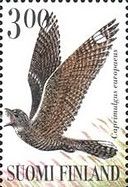 Eurasian Nightjar (Caprimulgus europaeus)