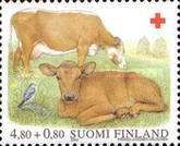 Domestic Cattle (Bos primigenius taurus) - Female and Calf