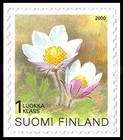 Arctic Violet (Pulsatilla vernalis)