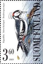Great Spotted Woodpecker (Dendrocopos major)