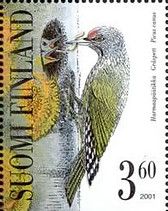 Grey-headed Woodpecker (Picus canus)