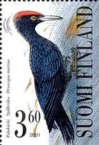 Black Woodpecker (Dryocopus martius)