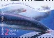 European River Lamprey (Lampetra fluviatilis)