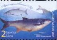 Asp (Aspius aspius)