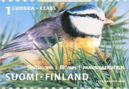 Blue Tit (Parus caeruleus)
