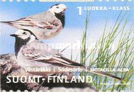 White Wagtail (Motacilla alba)