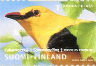 Golden Oriole (Oriolus oriolus)