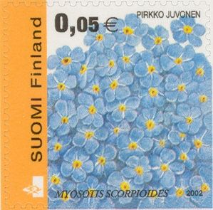 Water Forget-me-not (Myosotis scorpioides)