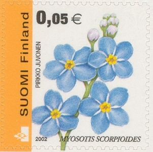 Water Forget-me-not (Myosotis scorpioides) perf 15