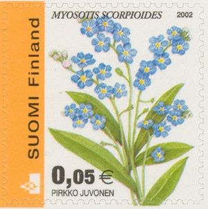 Water Forget-me-not (Myosotis scorpioides)