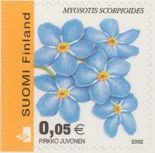 Water Forget-me-not (Myosotis scorpioides)