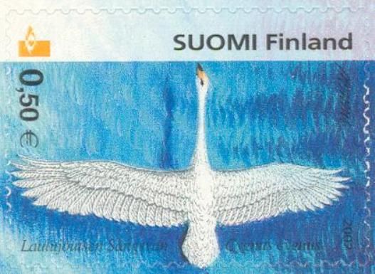 Whooper Swan (Cygnus cygnus)