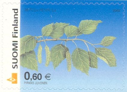Silver Birch (Betula pendula)