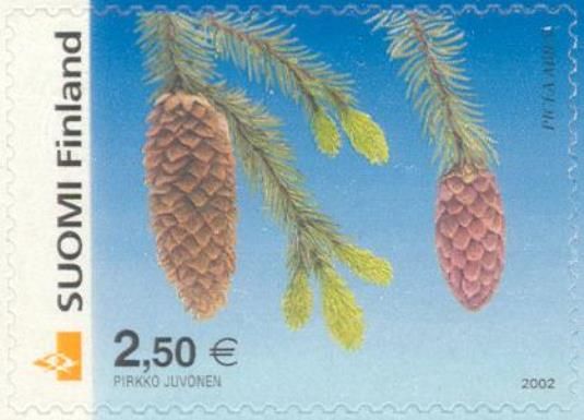 Norway Spruce (Picea abies)