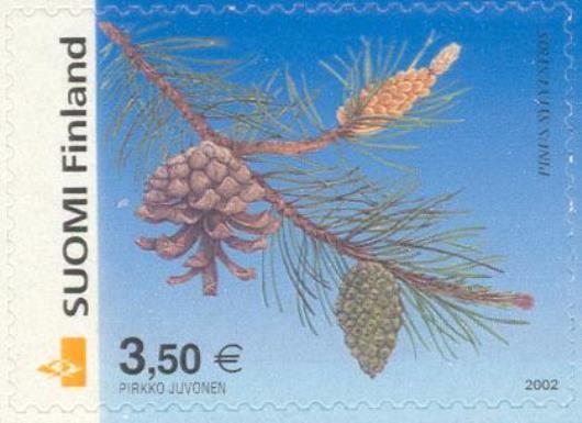 Scots Pine (Pinus sylvestris)