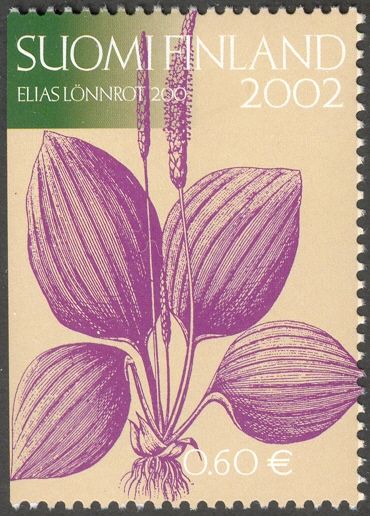 Broadleaf Plantain (Plantago major)