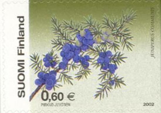 Common Juniper (Juniperus communis)