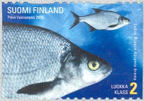 Freshwater Bream (Abramis brama)