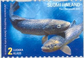 Brown Trout (Salmo trutta lacustris)