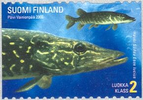Northern Pike (Esox lucius)