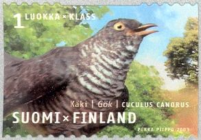 Common Cuckoo (Cuculus canorus)