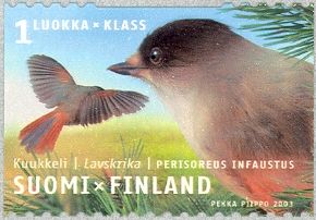 Siberian Jay (Perisoreus infaustus)