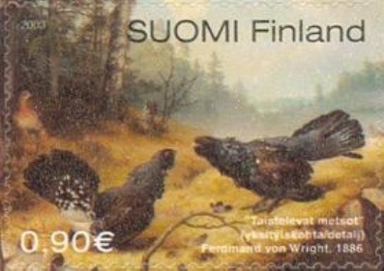 "The fighting Wood Grouses" (Tetrao urogallus)
