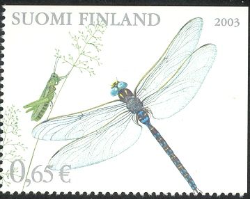 Common Hawker (Aeshna juncea)