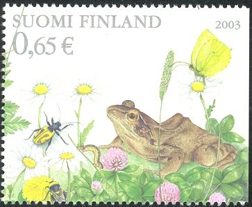 European Common Frog (Rana temporaria)