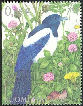 Eurasian Magpie (Pica pica)
