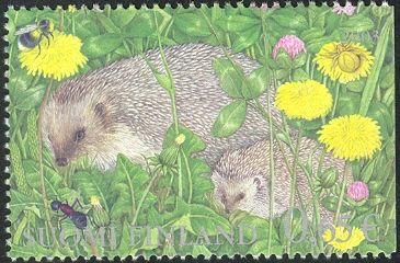 West European Hedgehog (Erinaceus europaeus)