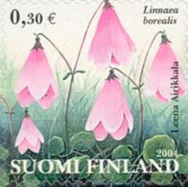 Linnaea (Linnaea borealis)