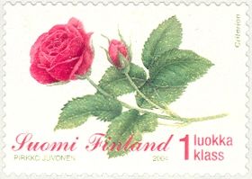 Rose cultivated by "De Ruiter" in 1966