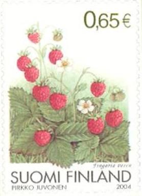 Wild Strawberry (Fragaria vesca)